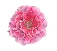 Japanese Peony