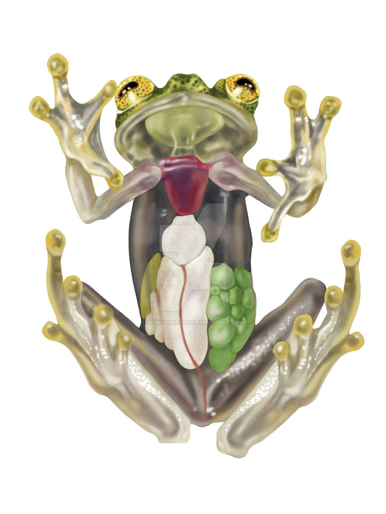 Frog Moss by ozplasmic on DeviantArt