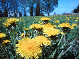 a lot of yellow flowers