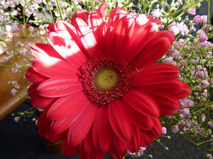 Gerbera