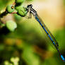 Blue dragonfly