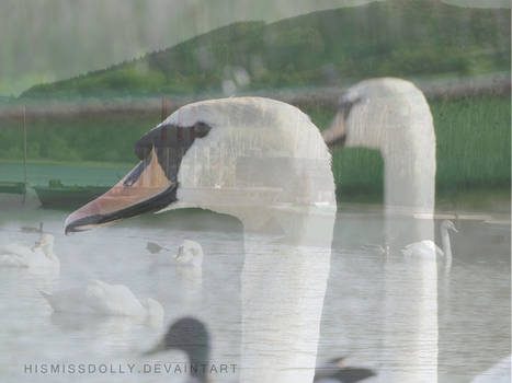 Flight of the swans