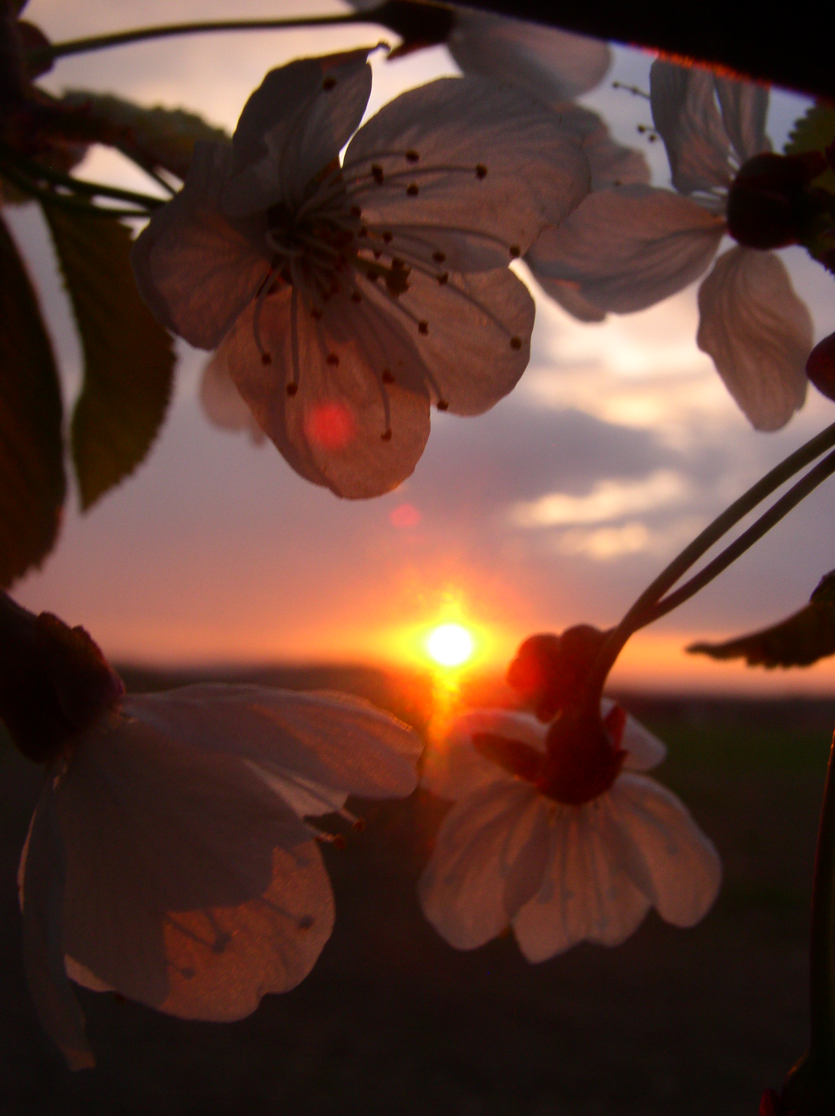 flowers and the sunset