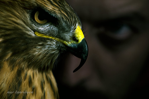 hawk