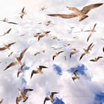 Seagulls by nurtanrioven
