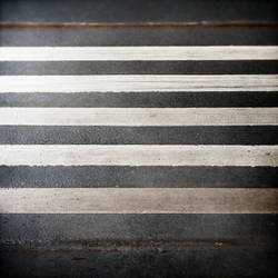 There is a Zebra Outside My Window