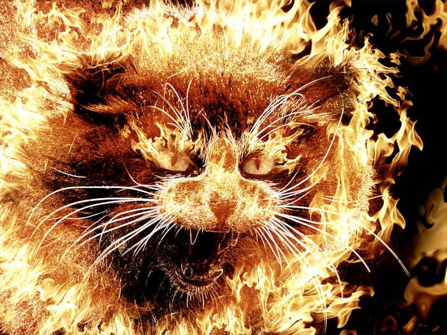 angry cat by EMShelley on deviantART
