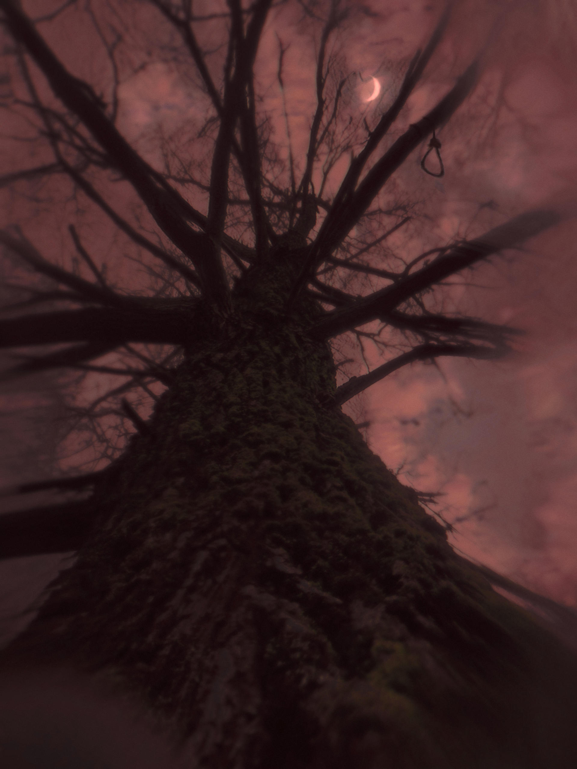 tree of death by PendragonDiana on DeviantArt