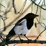 Magpie