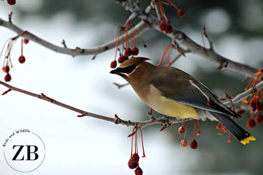 Cedar Waxwing