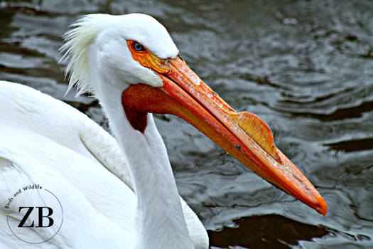 American White Pelican