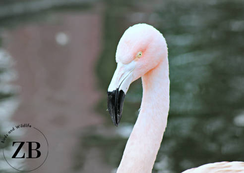 Chilean Flamingo