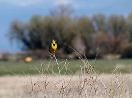 Meadowlark Singing