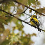 Gold finch