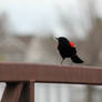 Red-winged Blackbird