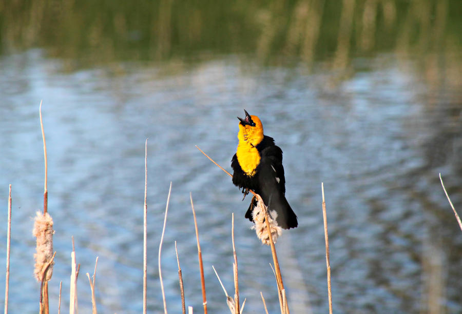 Yellow-headed Blackbird Calling