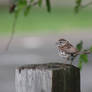 Song Sparrow