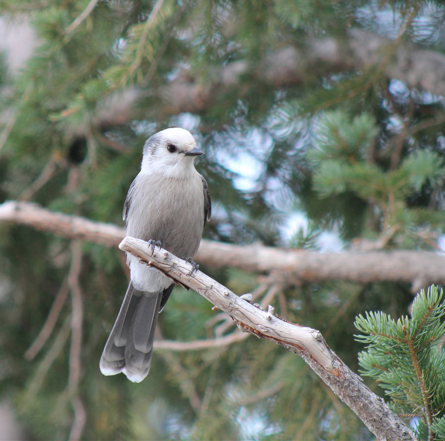 Canada Jay