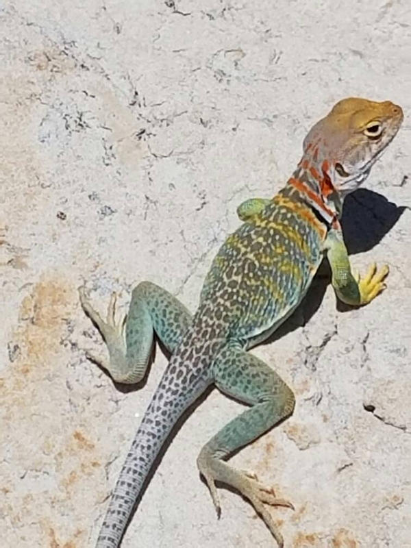 Eastern Collared Lizard by CatrionaLeo on DeviantArt