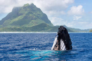 Humpback whale in front of Bora Bora