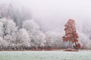 Frosty landscape