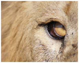 Lion's Eye
