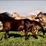 Runaway Steed and his Herd II.