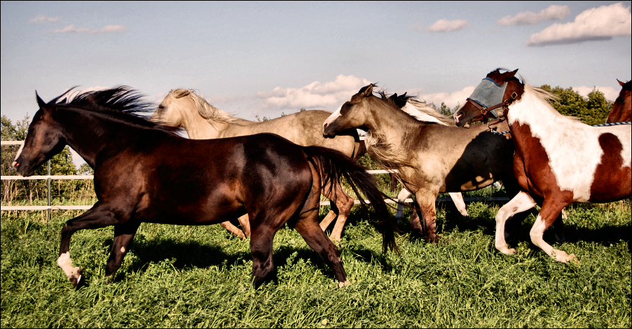 Runaway Steed and his Herd II.