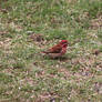 Purple Finch