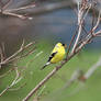 Goldfinch