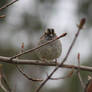 White-throated Sparrow