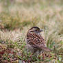 White-throated Sparrow