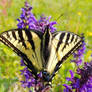 Tiger Swallowtail.