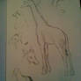 Zoo Sketches Page 3