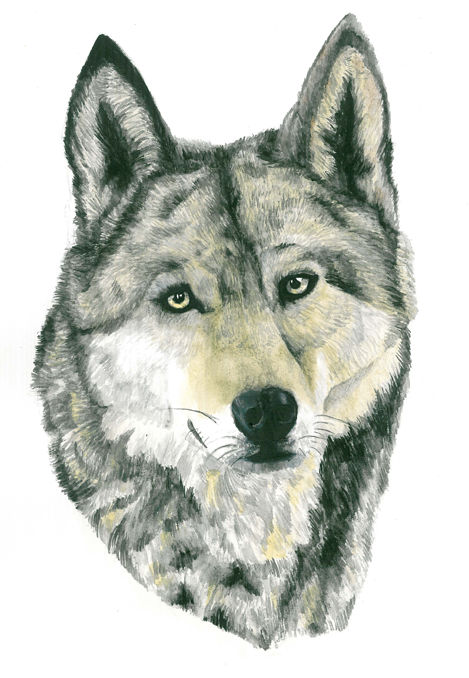 Wolf Painting