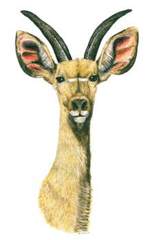 Kudu Painting