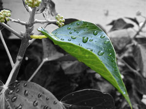 Dew leaf revisited