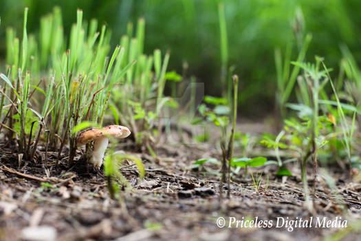 Shortcut to Mushrooms