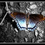 Beautiful Butterfly 2