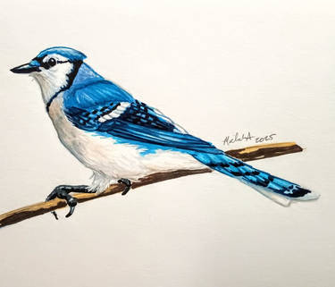 Bluejay