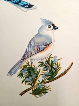 Tufted Titmouse