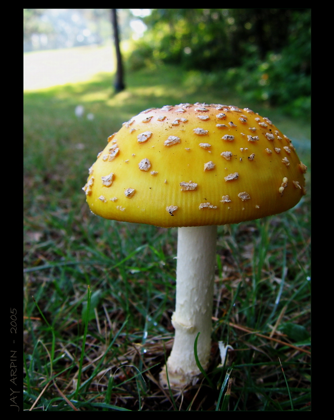 Amanita Muscaria