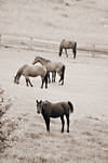 horses in the field by NickSchiavulli