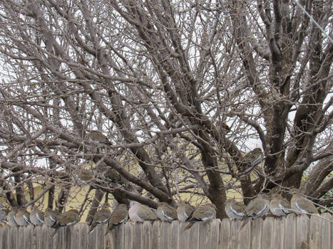 Birds on a Fence