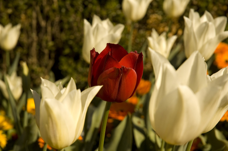 flowers II