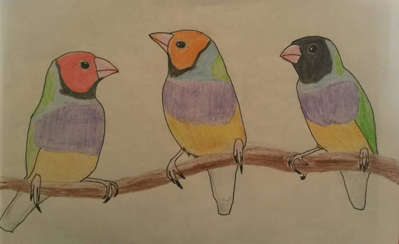 Gouldian Finches