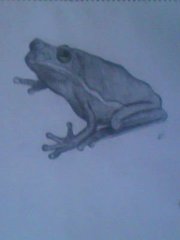 froggie