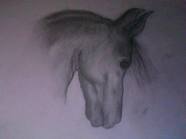 My Horse