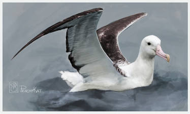 Albatross Study