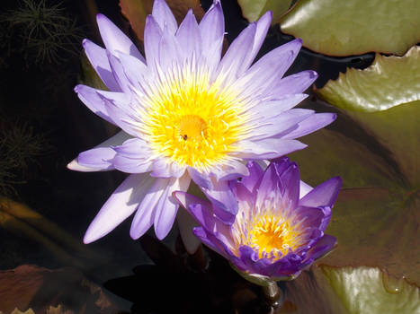 Purple Lotus